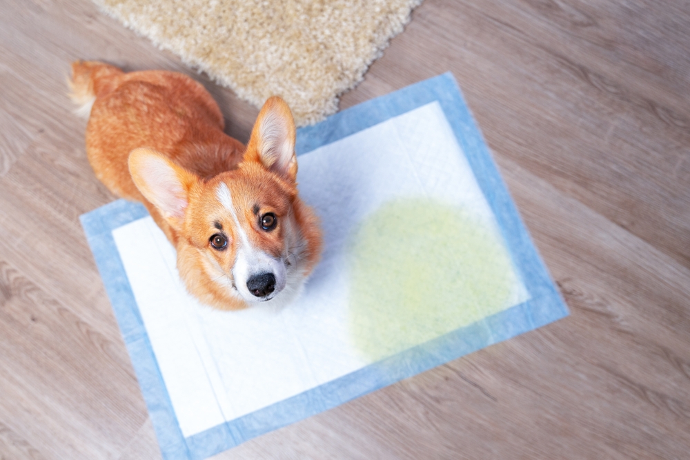 Dog corgi sits on potty training