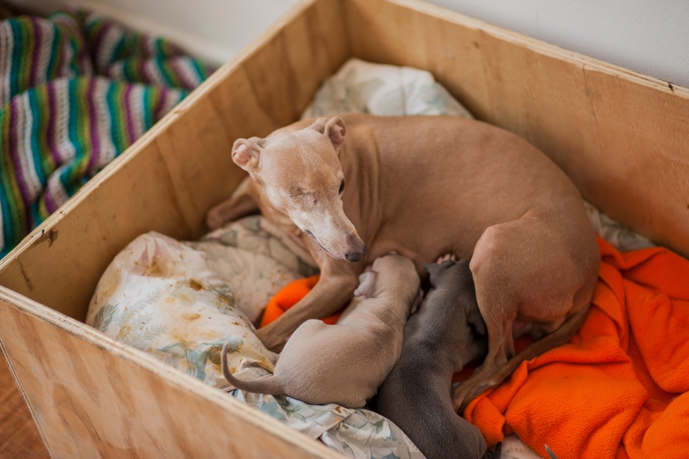 Dog giving birth puppies