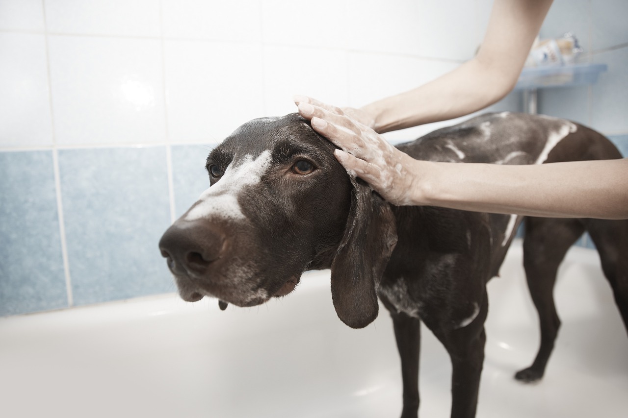 Dog having a bath