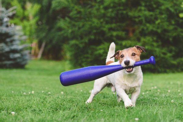 Dog holding in mouth kid's baseball bat trying to make swing