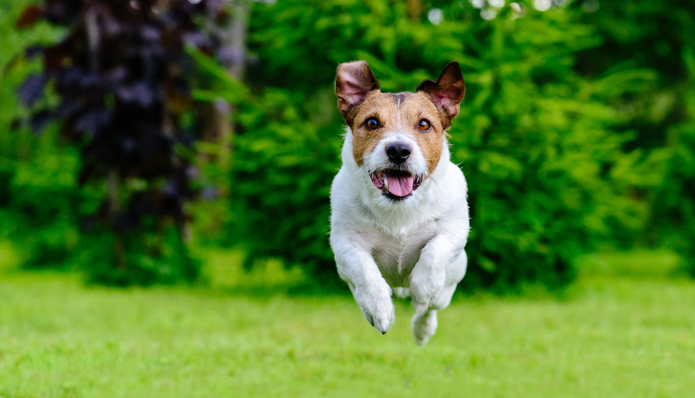 Dog jumping straight forward at camera playing at green lawn
