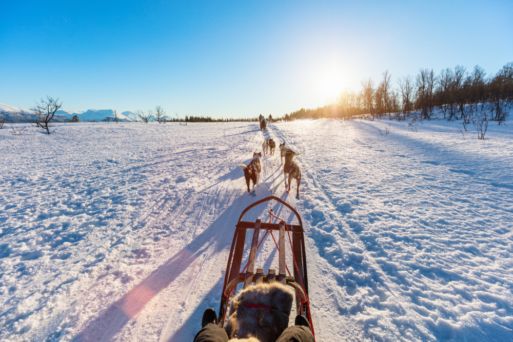 Dog sled team training in the winter