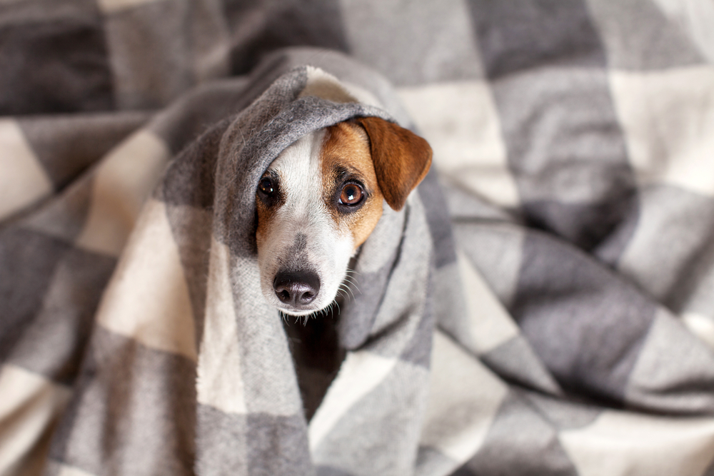 Dog under a plaid blanket