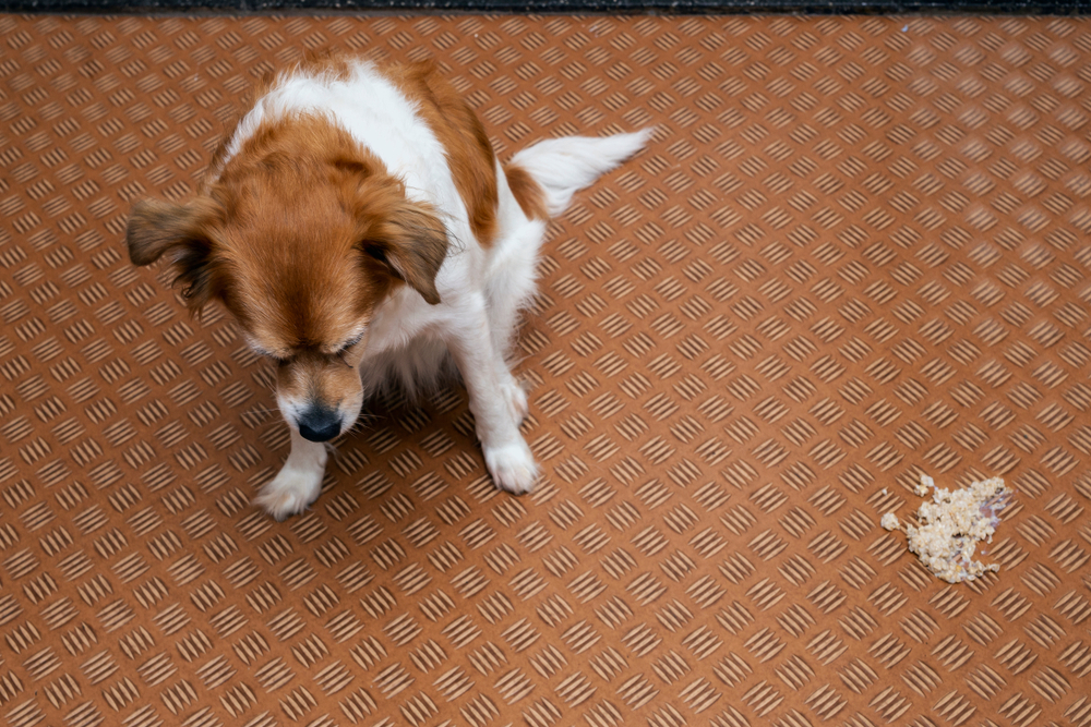 Dog vomit in the living room on the floor_A-photographyy_Shutterstock