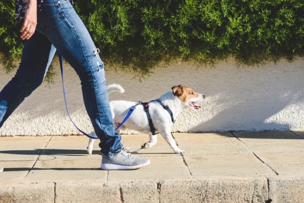 Dog walker strides with his pet on leash while <a href=
