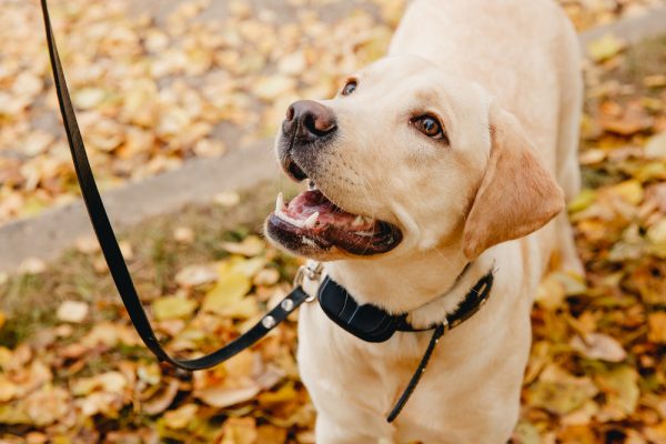 Dog with Electric shock collar on outdoor