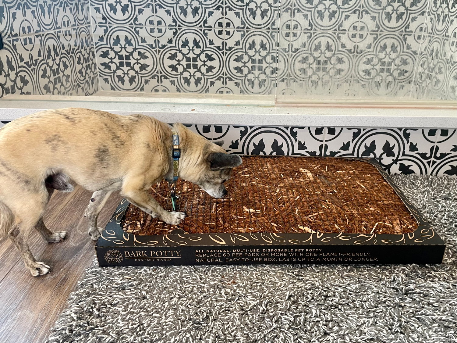 DoggieLawn Bark Potty papyrus sniffing the product - DoggieLawn Review 2024: An Expert Breakdown