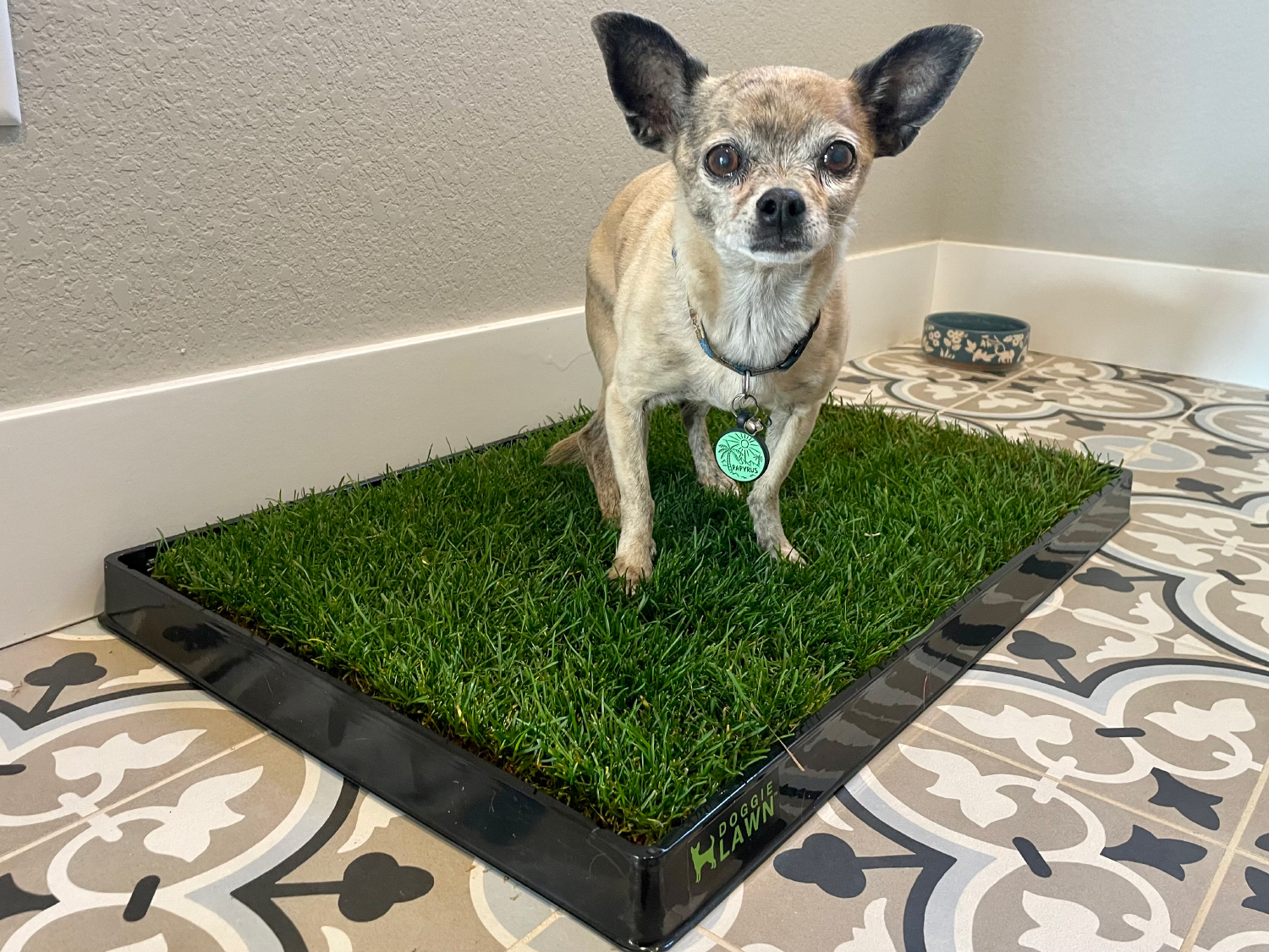 DoggieLawn Dog Grass Pad papyrus on the product - DoggieLawn Review 2024: An Expert Breakdown