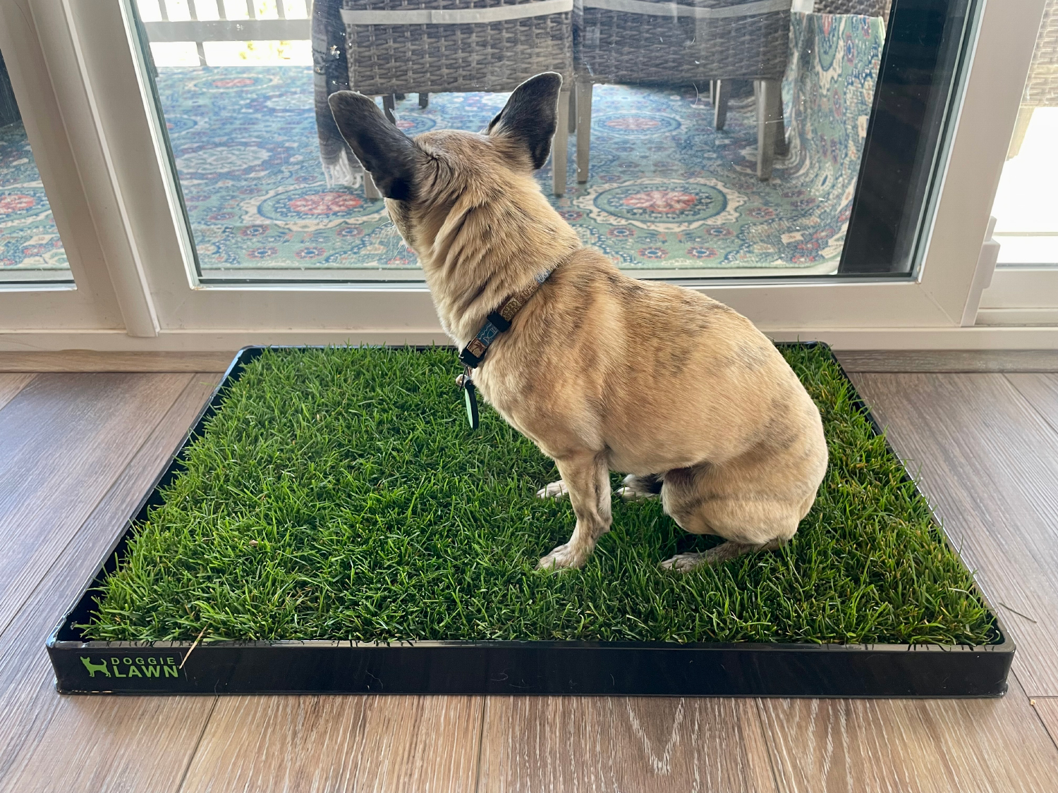 DoggieLawn Dog Grass Pad papyrus sitting on the pad - DoggieLawn Review 2024: An Expert Breakdown