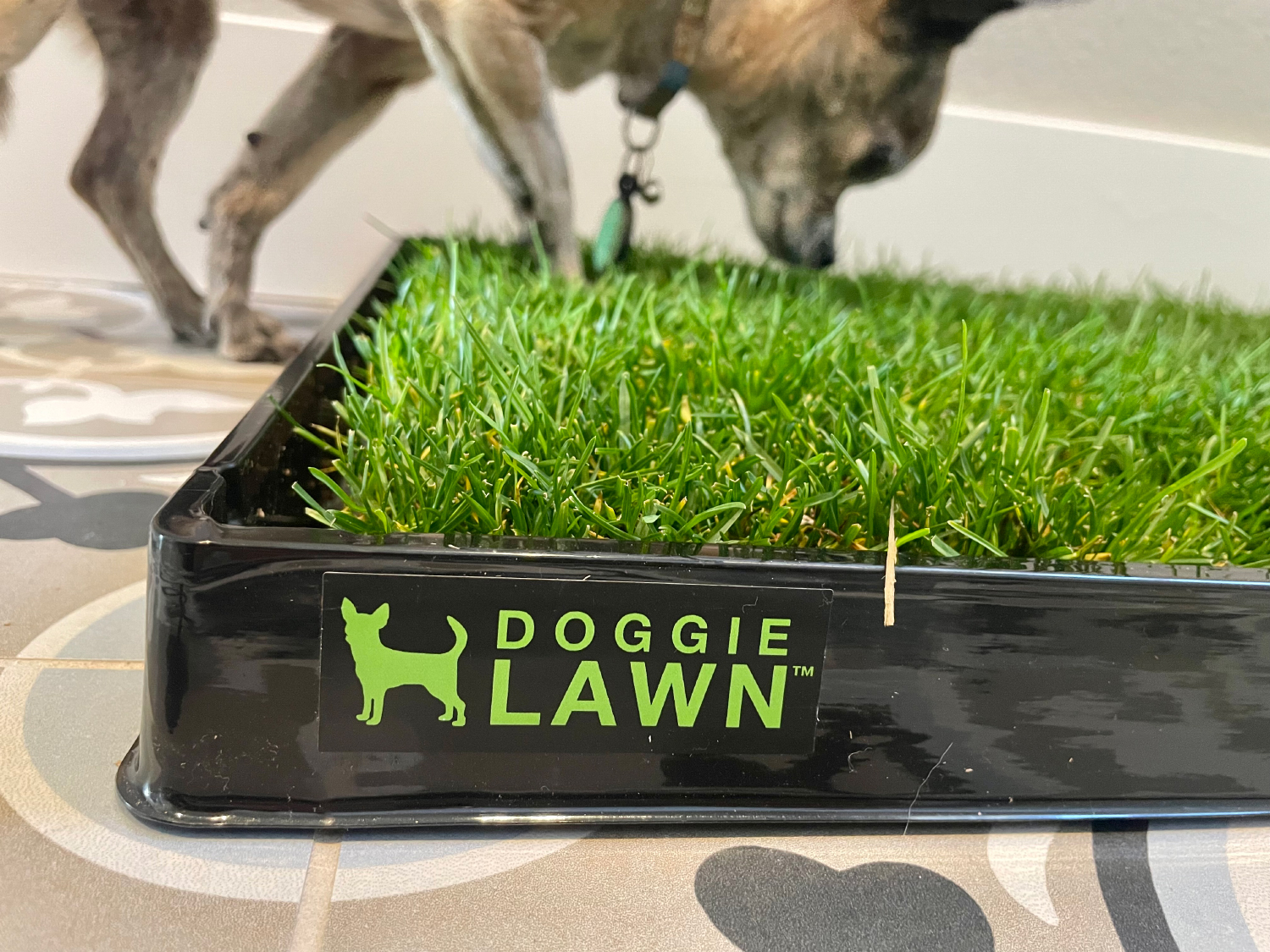 DoggieLawn Dog Grass Pad - papyrus sniffing the pad