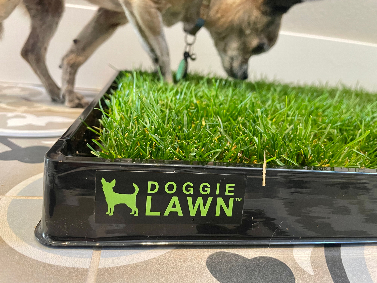 DoggieLawn Dog Grass Pad papyrus sniffing the pad - DoggieLawn Review 2024: An Expert Breakdown