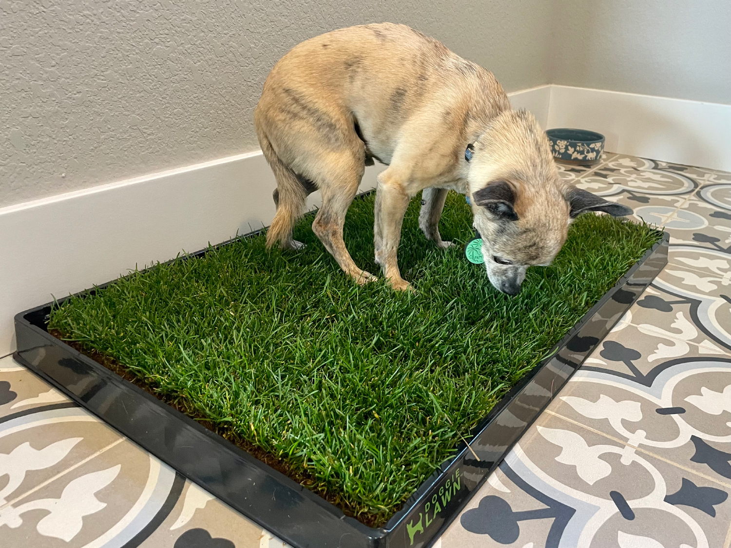 DoggieLawn Dog Grass Pad - papyrus using the product