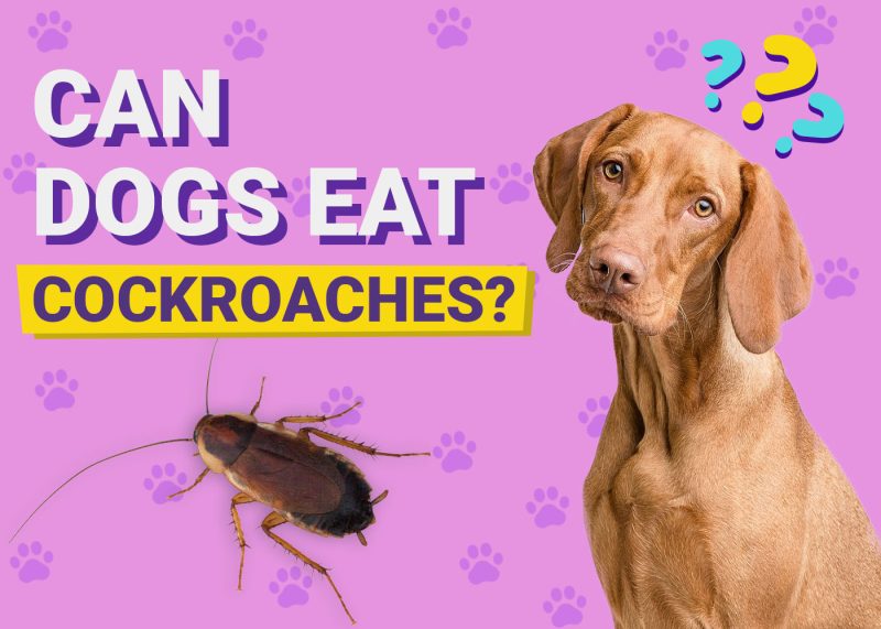 Can Dogs Eat Cockroaches