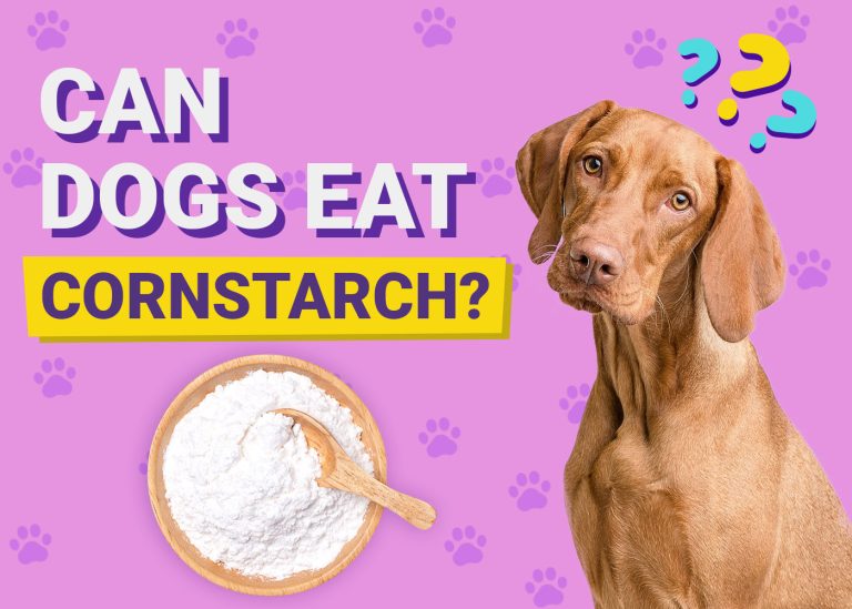 Can Dogs Eat Cornstarch Vet Approved Nutrition Guide FAQ Dogster can-dogs-eat-cornstarch-vet-approved-nutrition-guide-faq-dogster