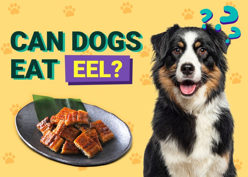 Can Dogs Eat Eel