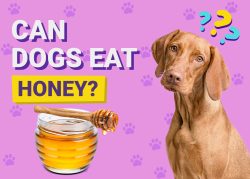 Can Dogs Eat Honey? Vet-Approved Safety & Feeding Facts – Dogster