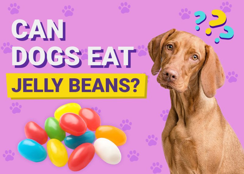 Can Dogs Eat Jelly Beans