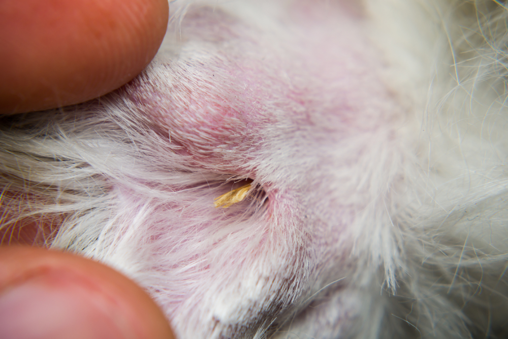 Dry Fox tail grass seed between fingers of a white dog