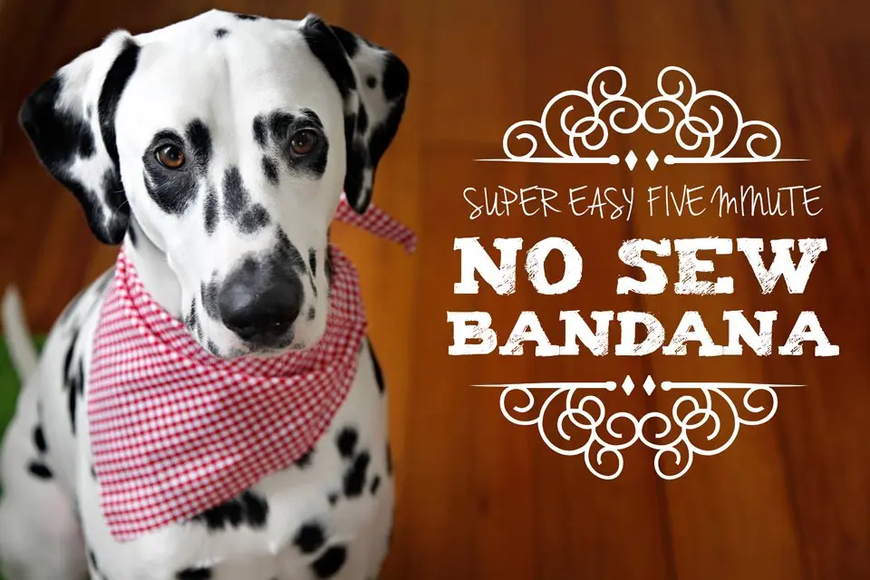 Easy No-Sew DIY Dog Bandana