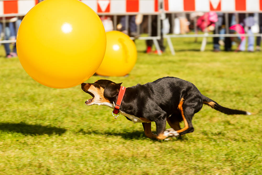 Entlebucher Mountain Dog with big yellow ball playing treibball