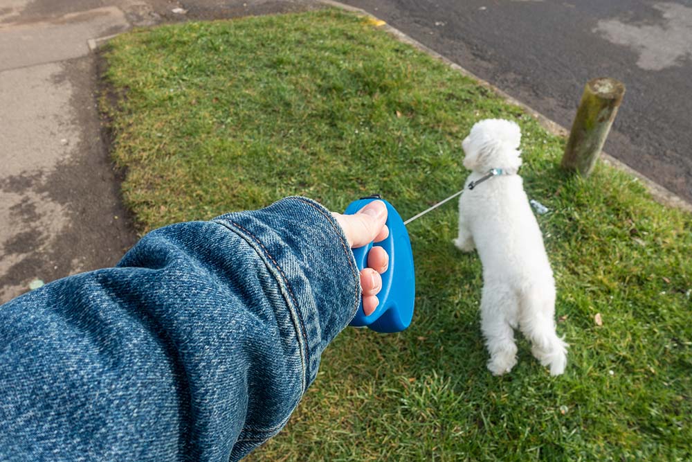 First person perspective of a hand holding a retractable leash on a dog