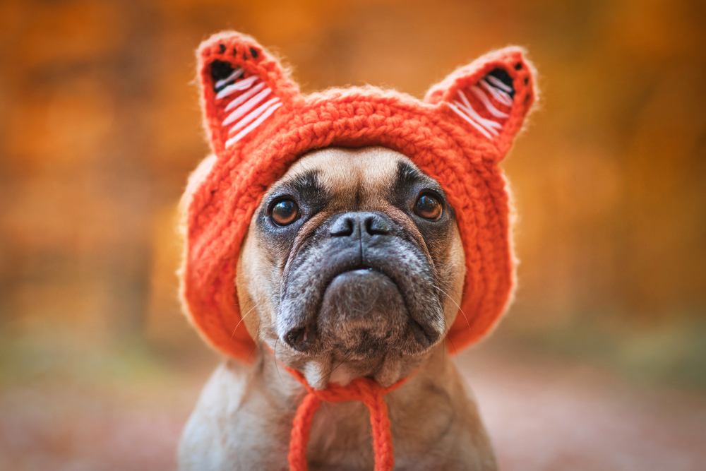 French Bulldog dog wearing a knitted costume hat with fox ears