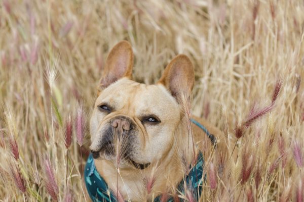 French Bulldog in a Foxtail plants field
