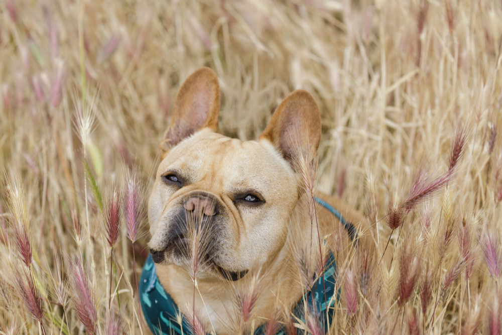 French Bulldog in a Foxtail plants field