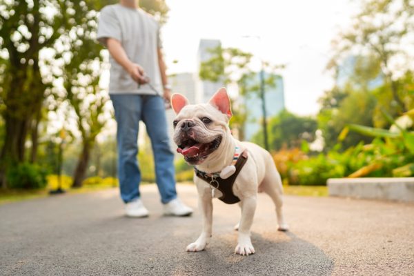 French bulldog breed walking at pets friendly dog park with his owner