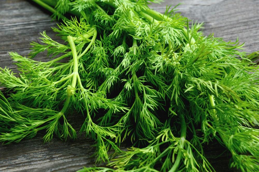 Fresh Dill on wooden background