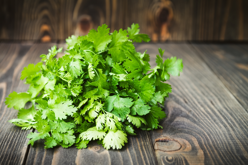 Fresh green cilantro on wooden surface