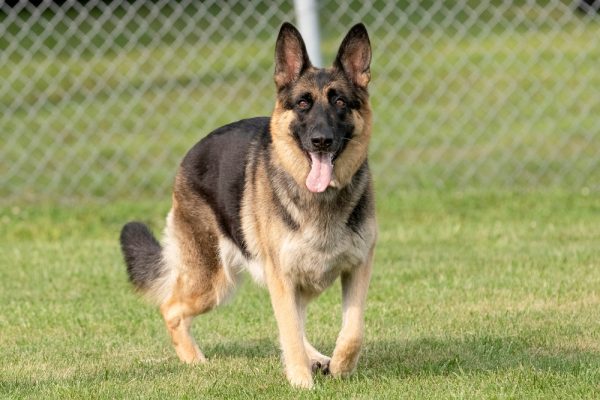 German shepherd dog standing in a field on a bright sunny day