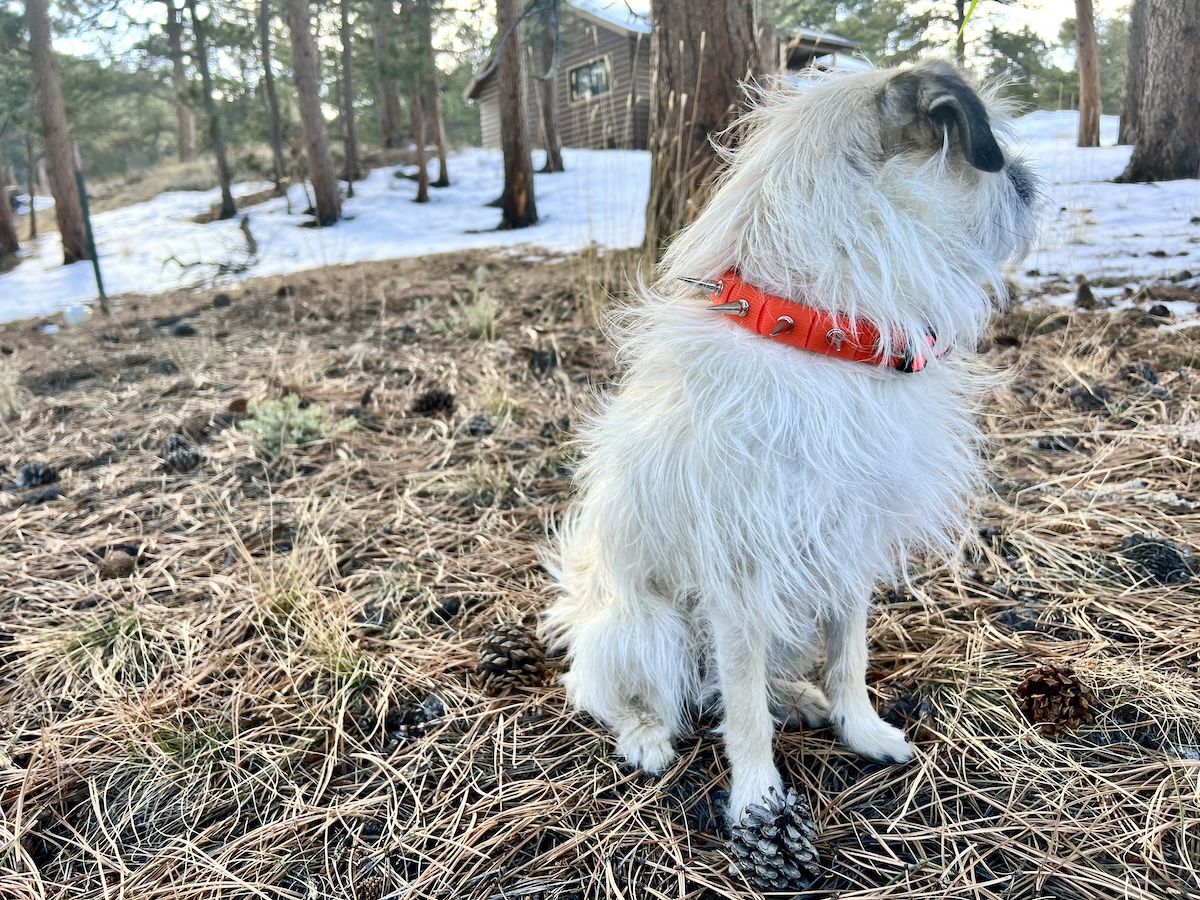 Gizmo wearing orange CoyoteCollar with chrome spikes