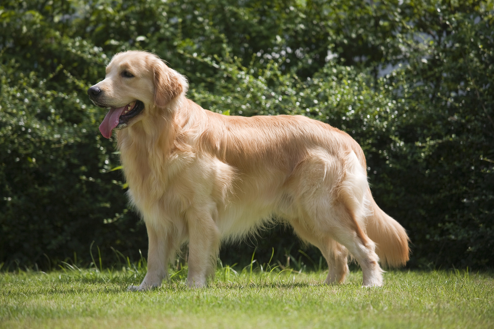 Golden Retriever dog standing on grass