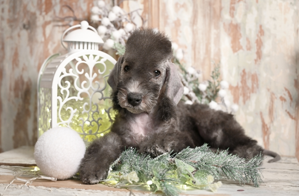 Gray two month old Bedlington Terrier puppy dog lying on a table surrounded by Christmas decorations
