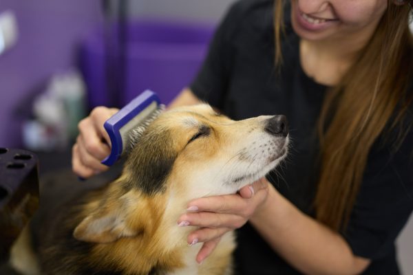 Groomer brushing corgi dog with a slicker brush