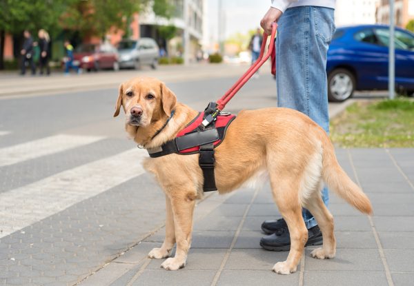Guide dog is helping a blind man in the city