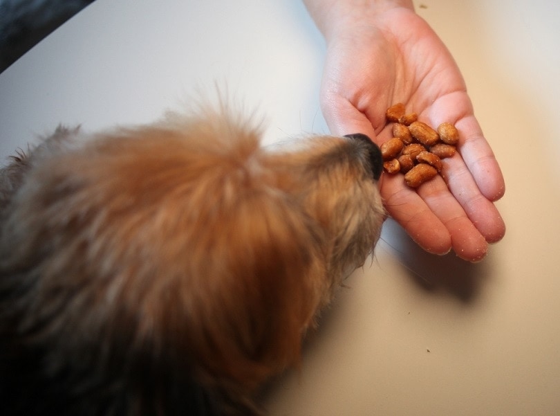 Hand holding peanuts for dog