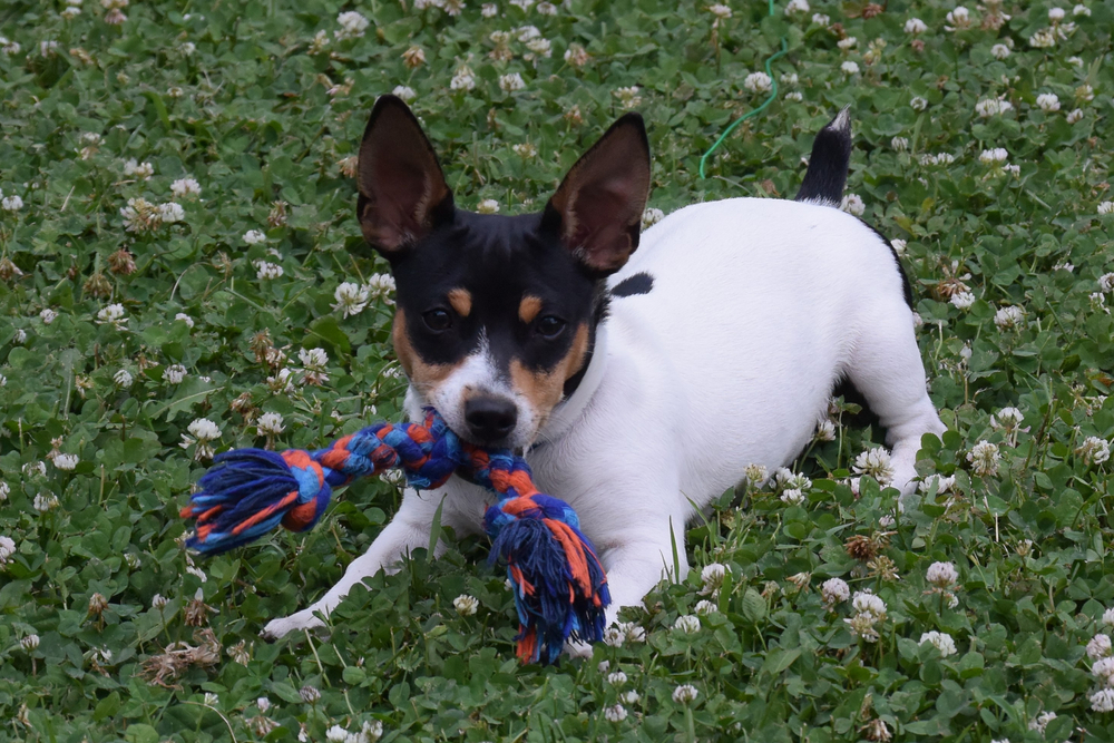Happy Teddy Roosevelt Rat Terrier puppy playing on field of Clover