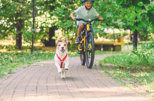 Happy boy on bicycle pursuits his pet dog running by park path on summer day