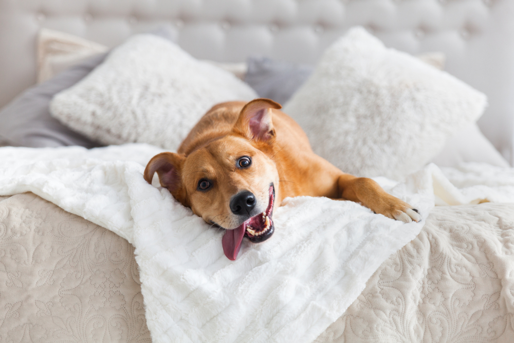 Happy ginger mixed breed dog in luxurious bright colors scandinavian style bedroom with king-size bed