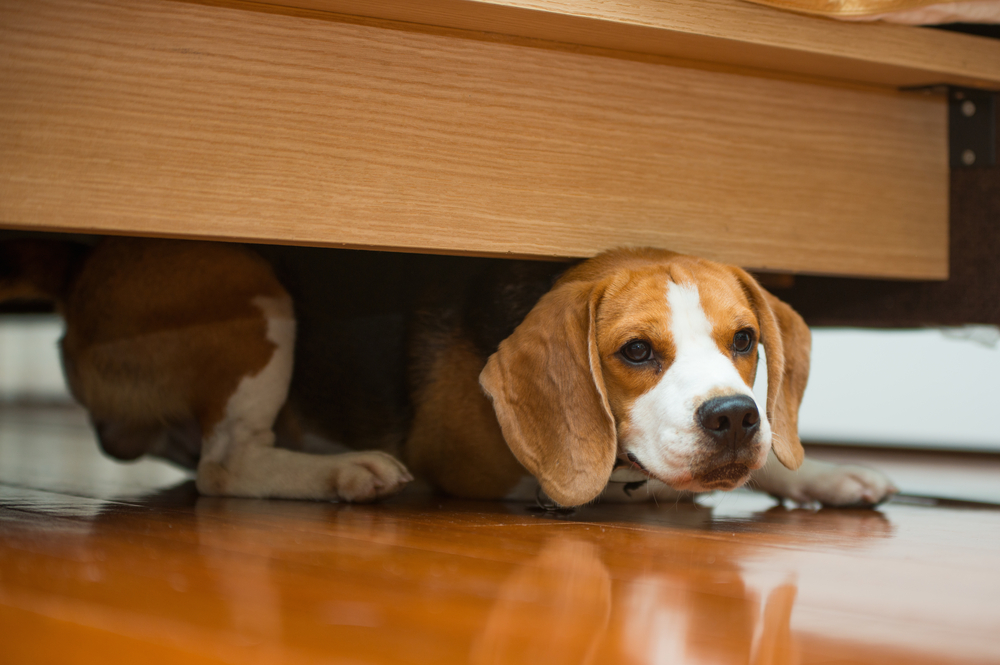 Hiding beagle dog