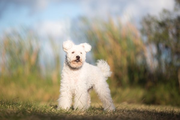 Hungarian Pumi dog standing outdoors