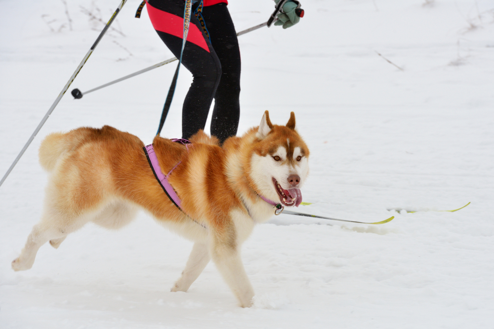 Husky dog and female athlete during skijoring competitions