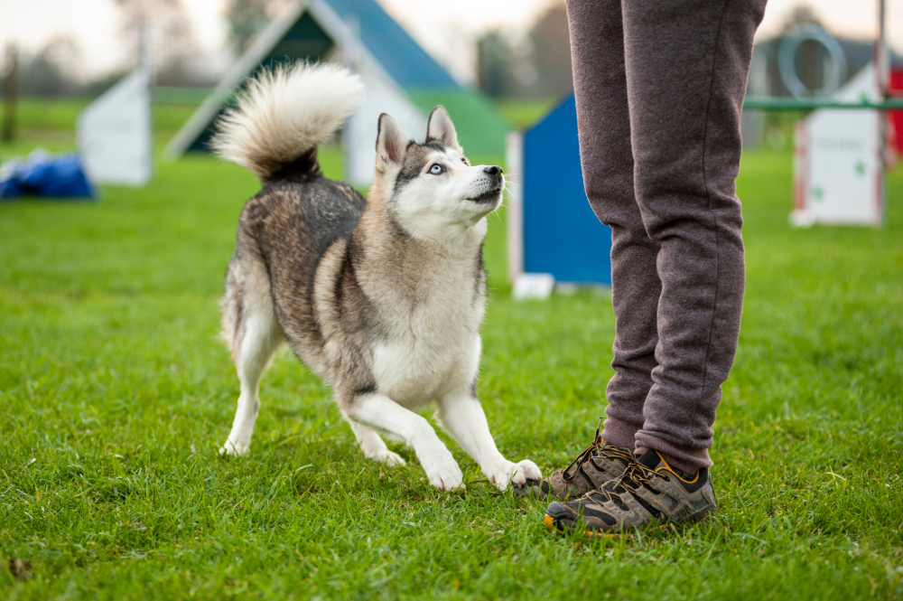 Husky mix dog in Agility dog track performing tricks with dog trainer and Dog is performing a bow