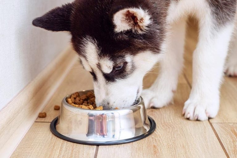 Picture of My Dog Eats Too Fast: 6 Vet-Reviewed Tips on How to Slow Them Down ...
