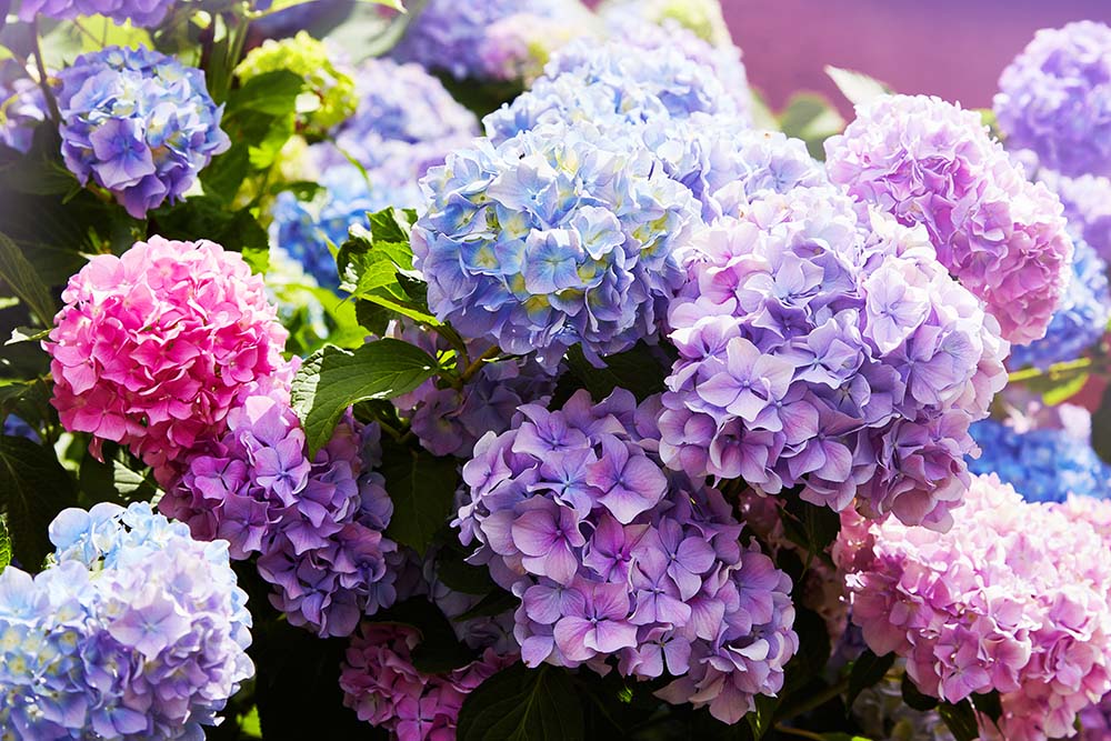 Hydrangea flowers