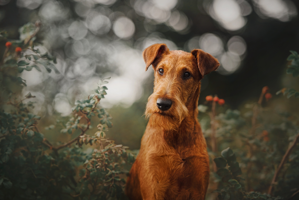 Irish terrier dog sitting in green bushes