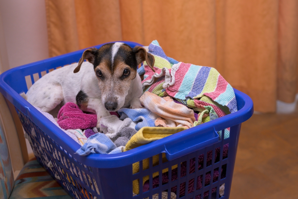 Jack Russell Terrier Dog lies in a laundry basket with freshly washed folded and ironed laundry indoor