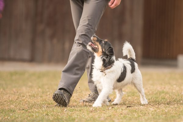 jack russell terrier dog heeling to its owner